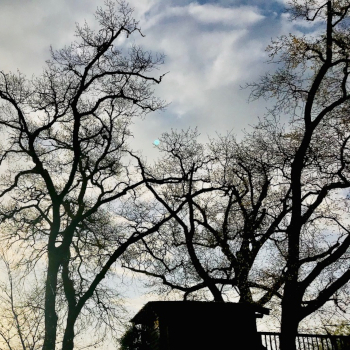 Large oak trees in the sunshine